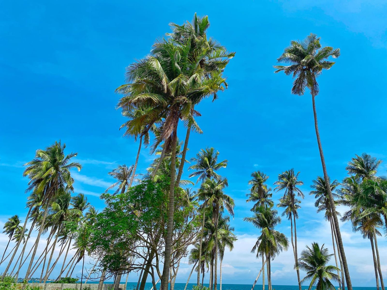 Cây dừa nghiêng Mũi Né - Điểm đến sống ảo “cực lạ” của giới trẻ