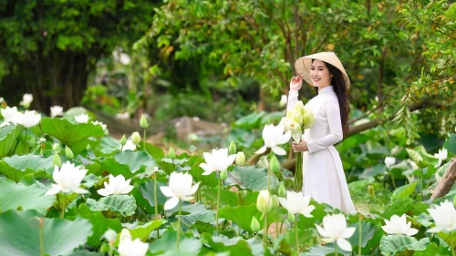 Đầm sen trắng Tam Hưng – Vẻ đẹp thuần khiết giữa vùng quê Hà Nội
