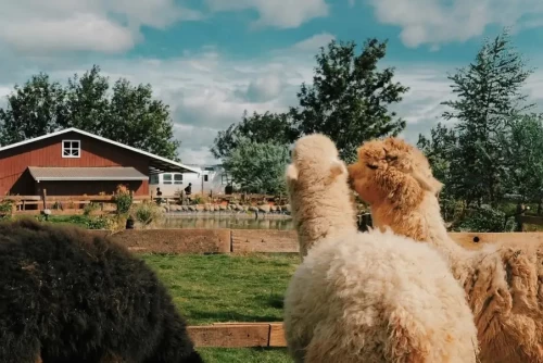 Chika Farm – Nông trại thú cưng mang phong cách châu Âu giữa lòng Đà Lạt