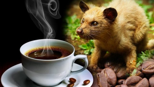Cà phê chồn- Thứ đặc sản quý giá của vùng cao nguyên Đắk Lắk