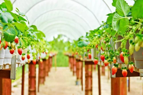 Vườn dâu Biofresh – Trải nghiệm hái dâu và sống ảo giữa lòng Đà Lạt