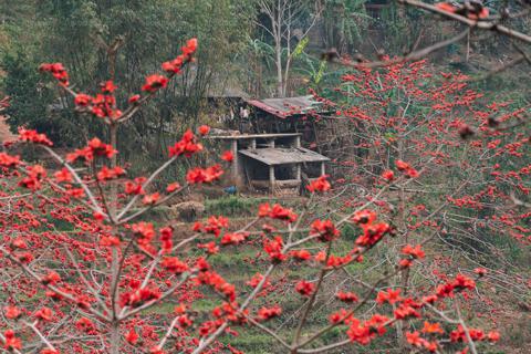Mùa hoa gạo Hà Giang bừng sắc đỏ khắp Cao nguyên đá Đồng Văn
