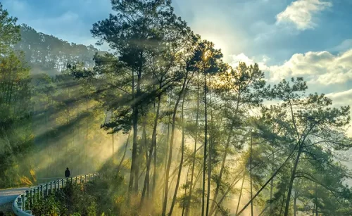 Rừng thông Yên Minh Hà Giang có gì mê hoặc du khách?