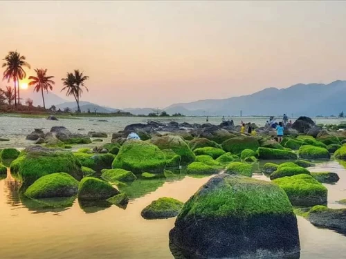 Bãi rêu Nam Ô – Vẻ đẹp kỳ ảo giữa lòng Đà Nẵng