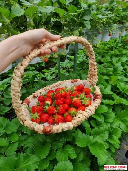 Vườn Dâu Nhật B-Farm – Trải Nghiệm Hái Dâu Sạch, Sống Ảo “Chất Như Nước Cất” Giữa Lòng Đà Lạt