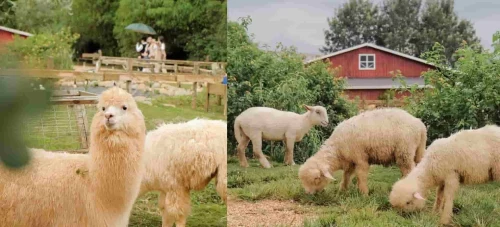 Zoodoo – Vườn thú thân thiện giữa lòng Đà Lạt dành cho người yêu động vật
