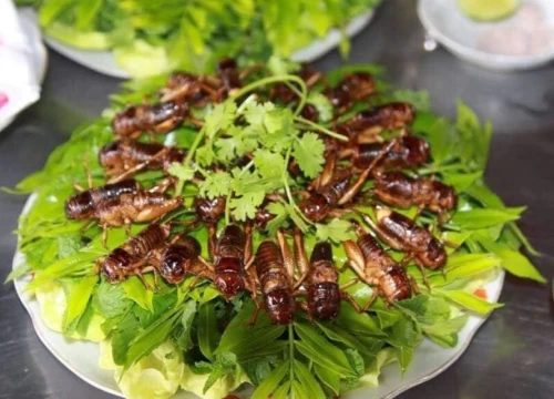 Dế chiên Kon Tum - Món ăn đặc sản nổi tiếng ở vùng đất Tây Nguyên