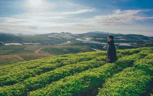 Đồi chè Đông Giang- Thiên đường xanh mướt tại Quảng Nam