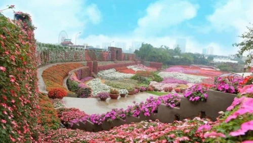 Thung Lũng Hoa Hồ Tây – “Chạm Vào Mùa Xuân” Giữa Lòng Thủ Đô