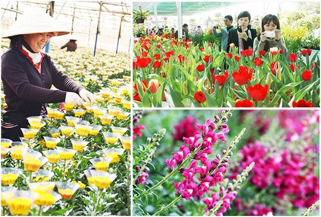 Làng hoa Thái Phiên làm say đắm lòng người