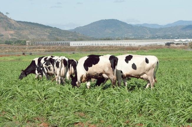 Từng đàn bò sữa thong dong gặm cỏ