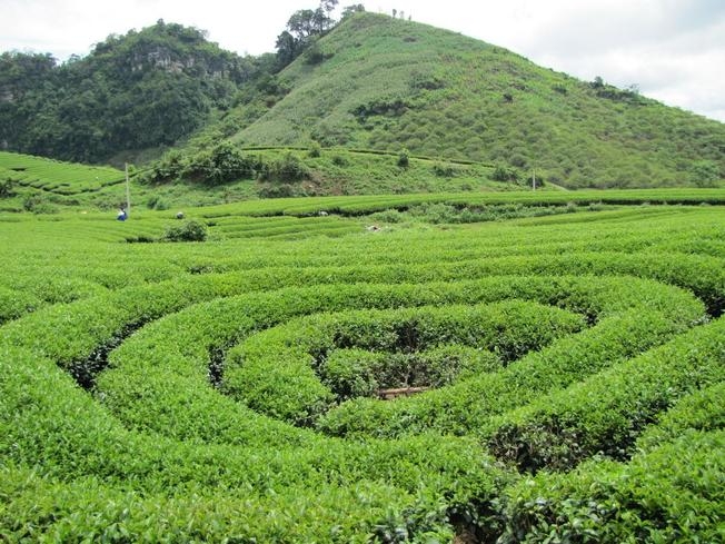 Đồi chè là nơi lưu giữ những bức ảnh thật đẹp