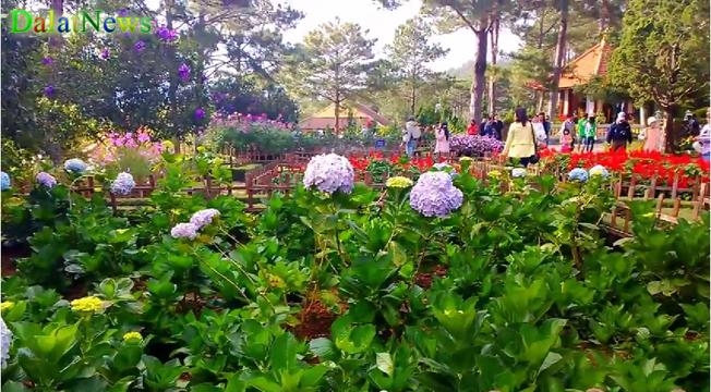 Vườn hoa Thiền viện Trúc Lâm