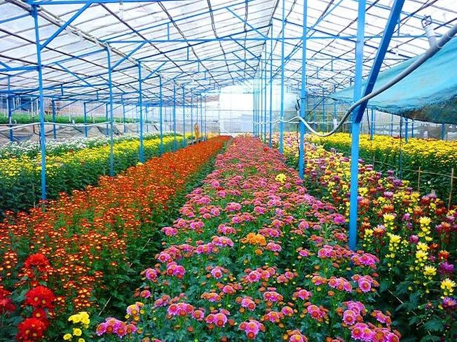Làng hoa Thái Phiên địa điểm du lịch Đà Lạt rực rỡ sắc màu