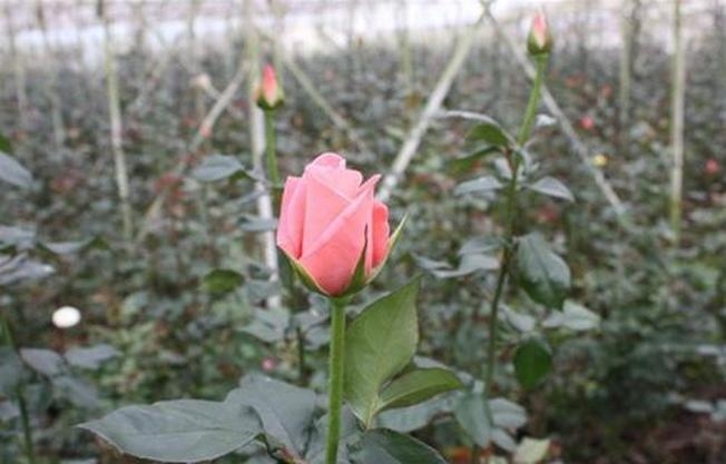Những cánh đồng hoa hồng tuyệt sắc của làng hoa Vạn Thành