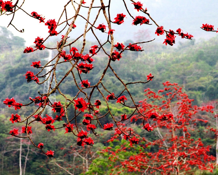 chùa Hương