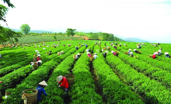 Vẻ đẹp quyến rũ của thành phố sương mù Bảo Lộc