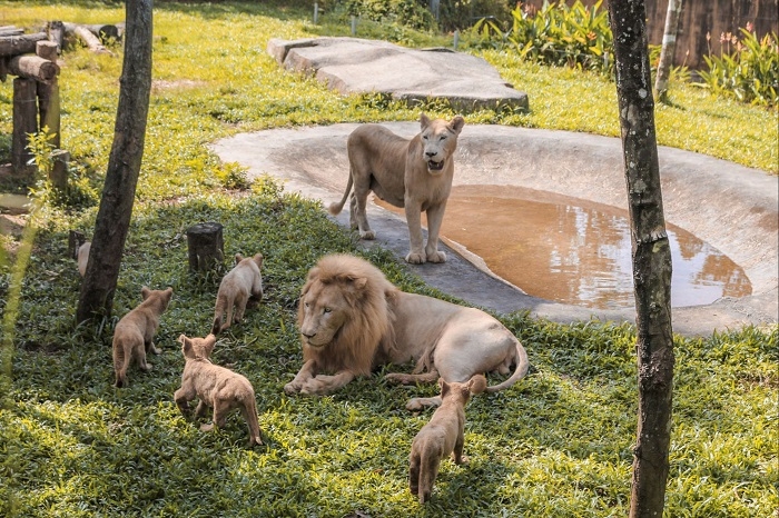 Vinpearl Safari Phú Quốc