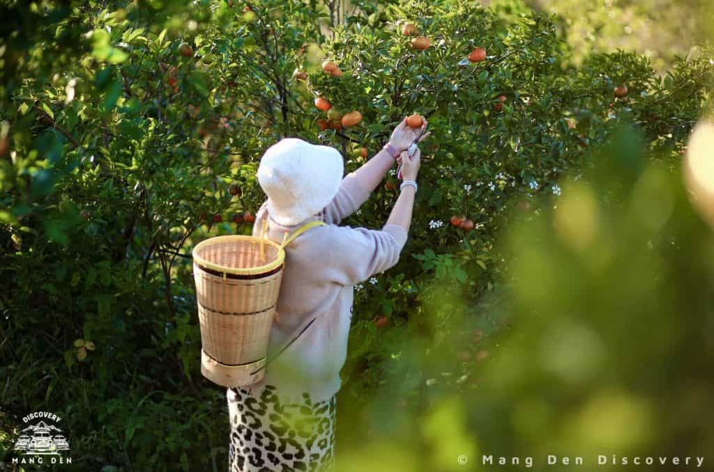 Vườn cam ORFARM Măng Đen – Hành trình khám phá trang trại xanh giữa lòng đại ngàn