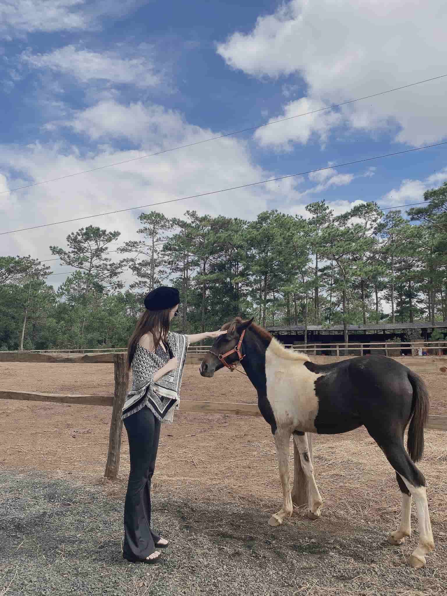 Măng Đen Horse Farm – Trại ngựa giữa đại ngàn đại ngàn