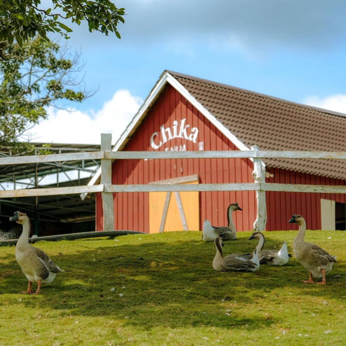 Chika Farm – Nông trại thú cưng mang phong cách châu Âu giữa lòng Đà Lạt