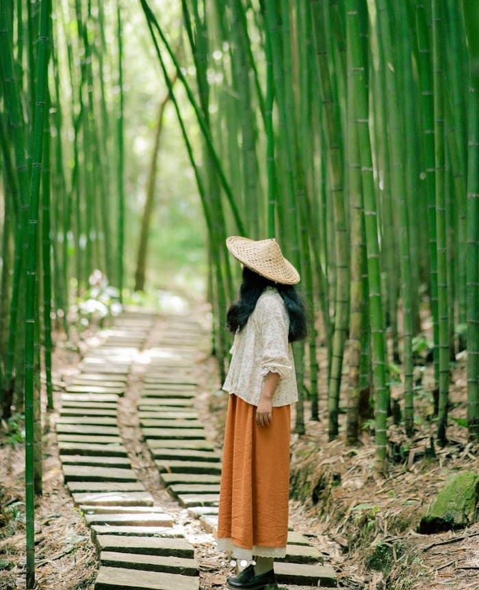 Rừng Trúc Nguyên – Vẻ đẹp tĩnh lặng giữa đại ngàn Cao Bằng
