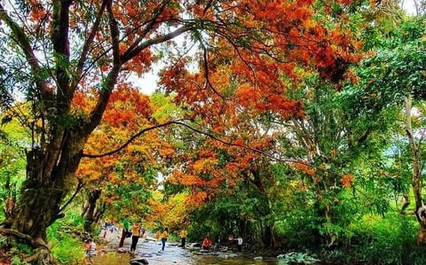 Suối Tà Má – Dòng Suối Hoang Sơ Giữa Đại Ngàn Bình Định