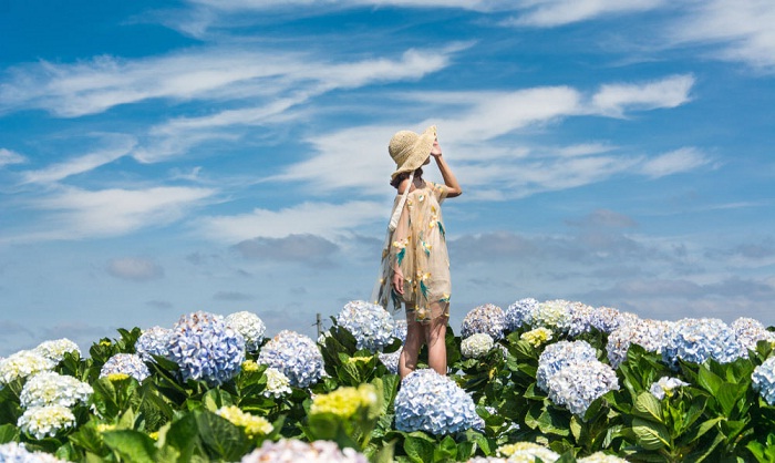 Vườn hoa Cẩm Tú Cầu - Chốn thiên đường mộng mơ