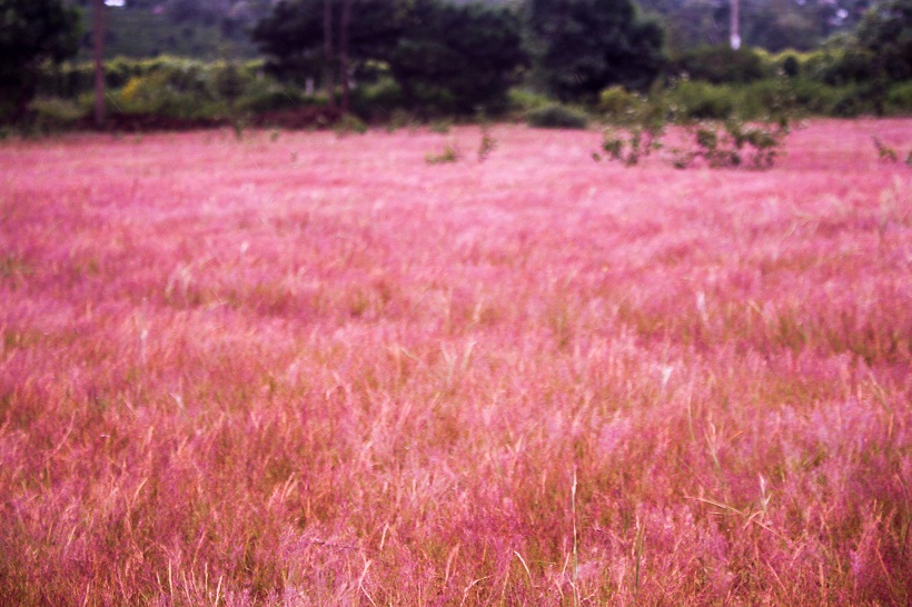 Đồi cỏ hồng Gia Lai - Thắng cảnh với vẻ đẹp mộng mơ