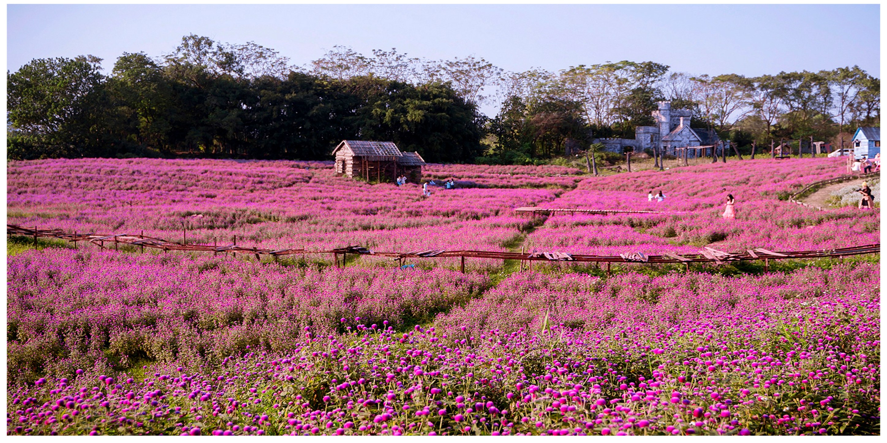 Thảo nguyên hoa Long Biên – “vườn địa đàng” hấp dẫn giới trẻ Hà Thành