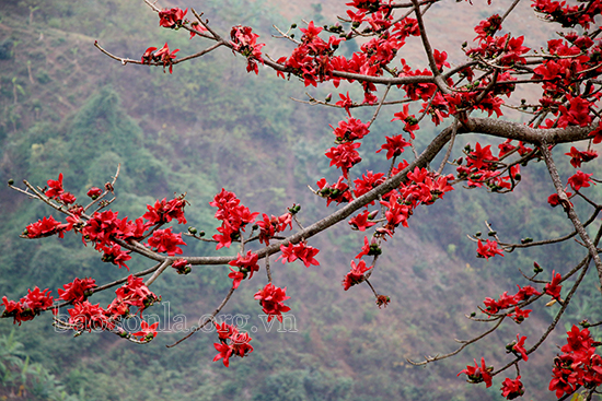 Mùa hoa gạo Hà Giang bừng sắc đỏ khắp Cao nguyên đá Đồng Văn