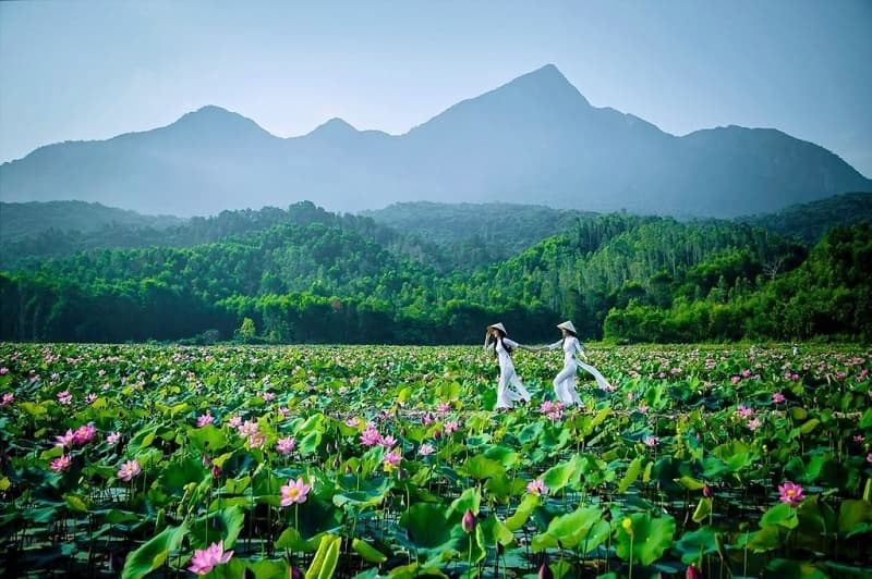 Đầm sen Trà Lý – Bức tranh đồng quê yên ả giữa lòng Quảng Nam