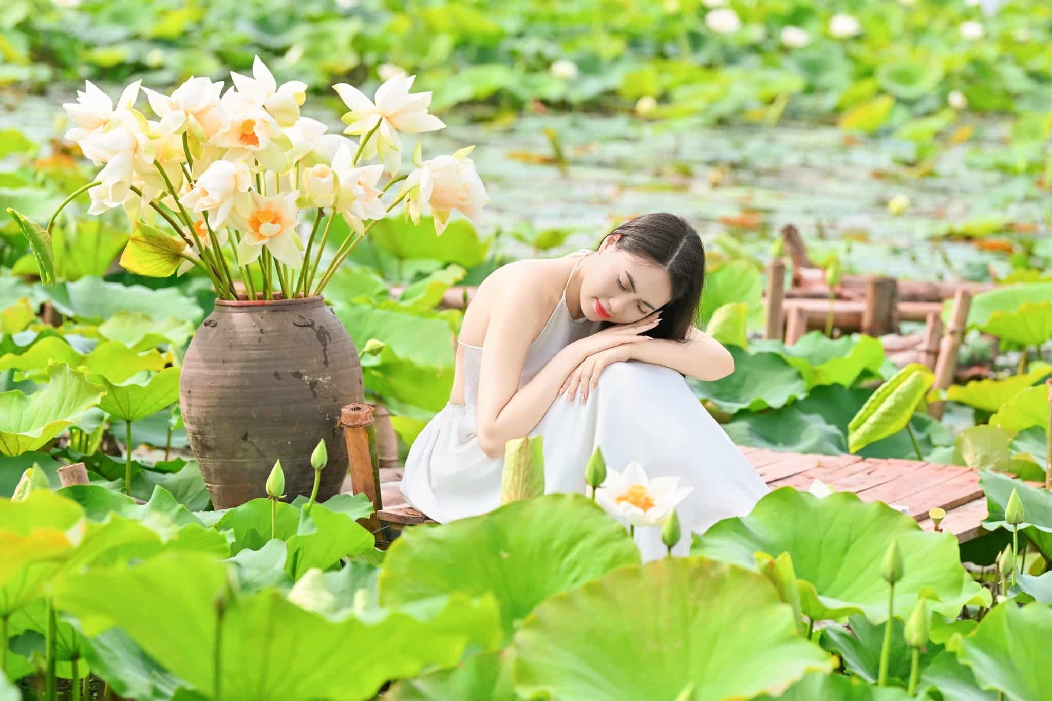 Đầm sen trắng Tam Hưng – Vẻ đẹp thuần khiết giữa vùng quê Hà Nội
