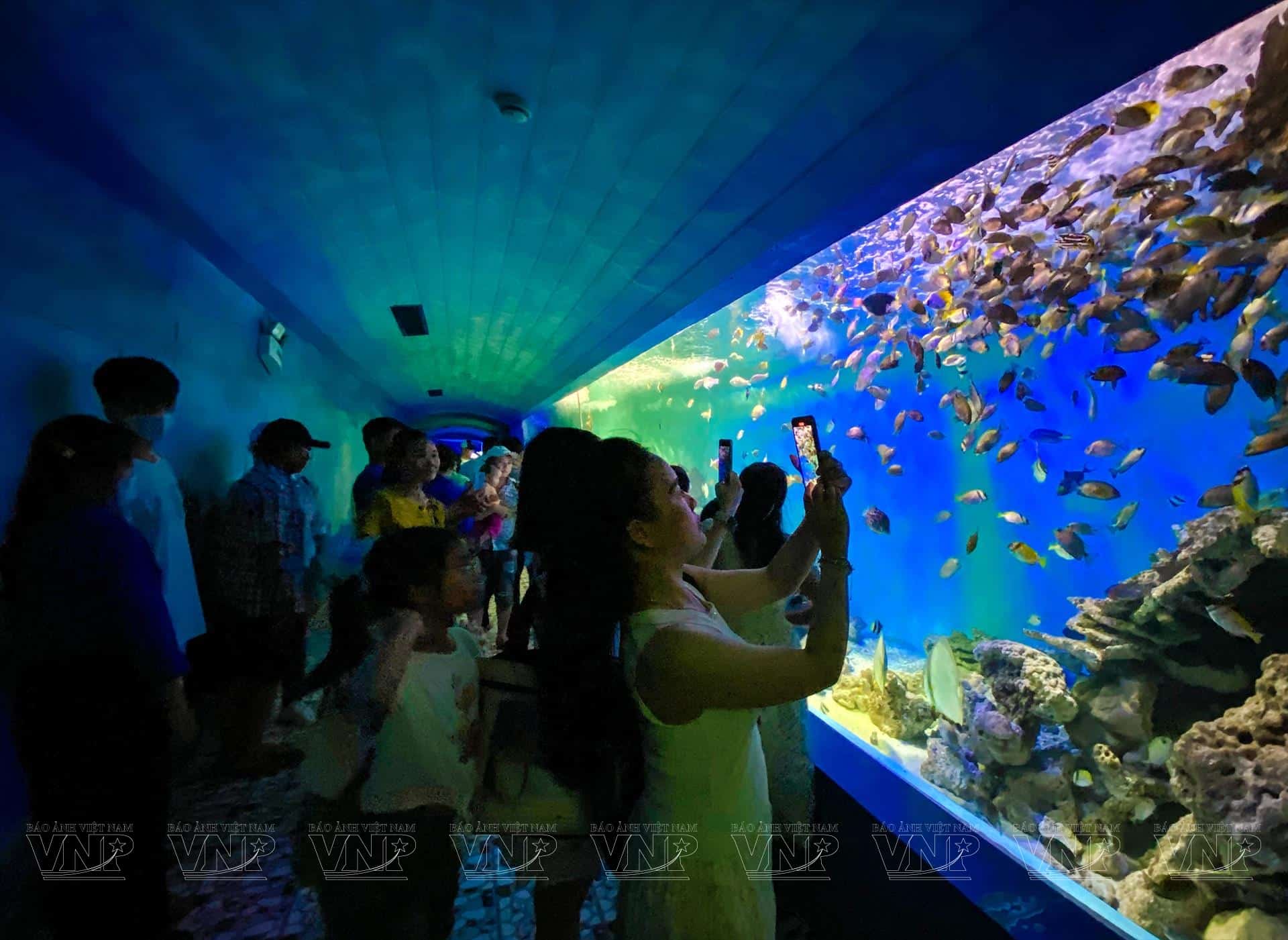 Viện Hải Dương Học Nha Trang – Cánh cửa mở ra đại dương kỳ thú