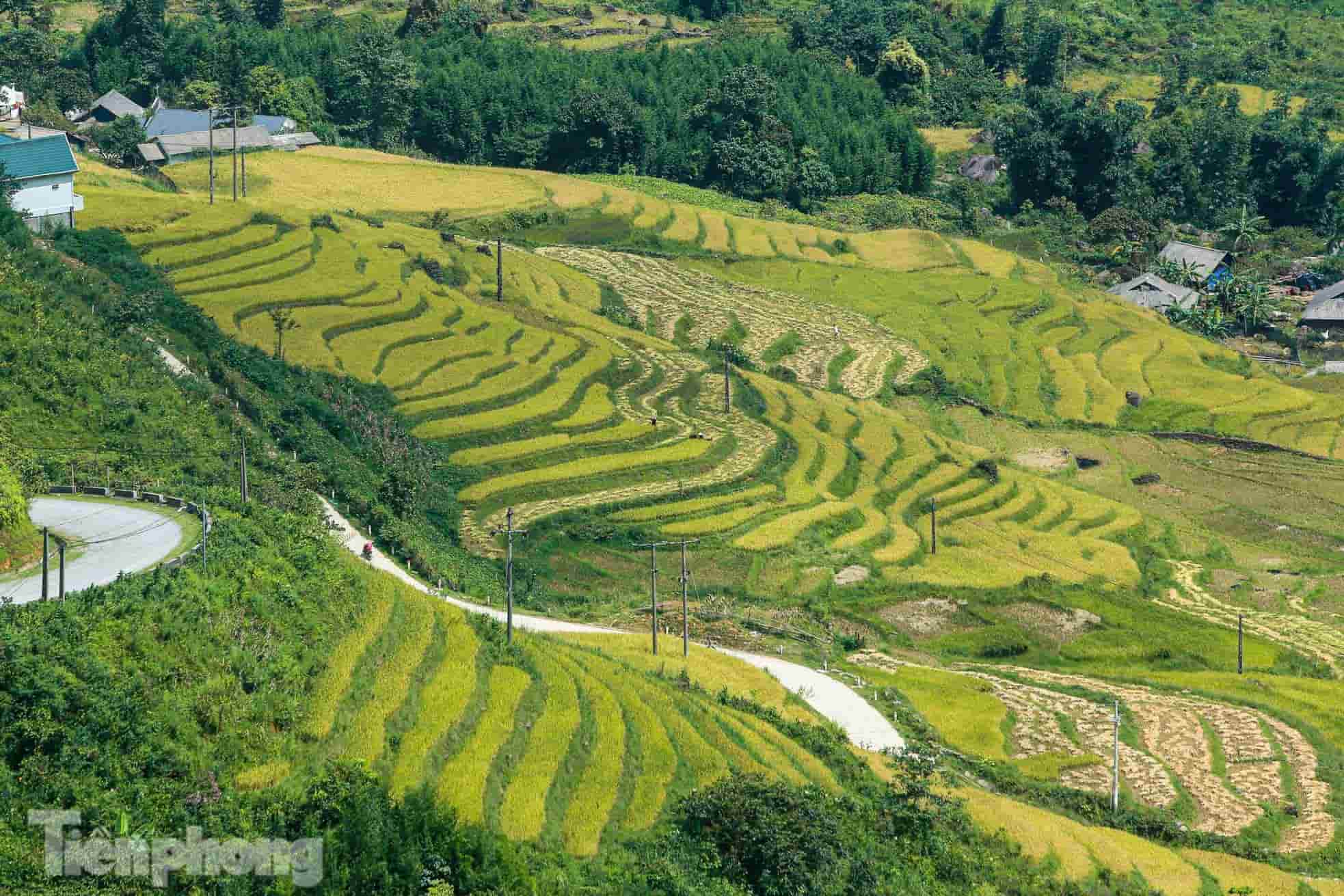 Ruộng bậc thang Y Tý – Tuyệt tác thiên nhiên giữa lưng trời Tây Bắc