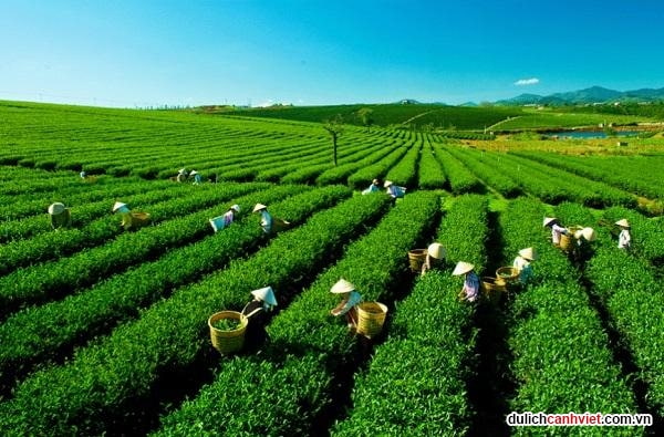 Đồi chè Kỳ Trung – Bức tranh xanh mướt giữa lòng Hà Tĩnh