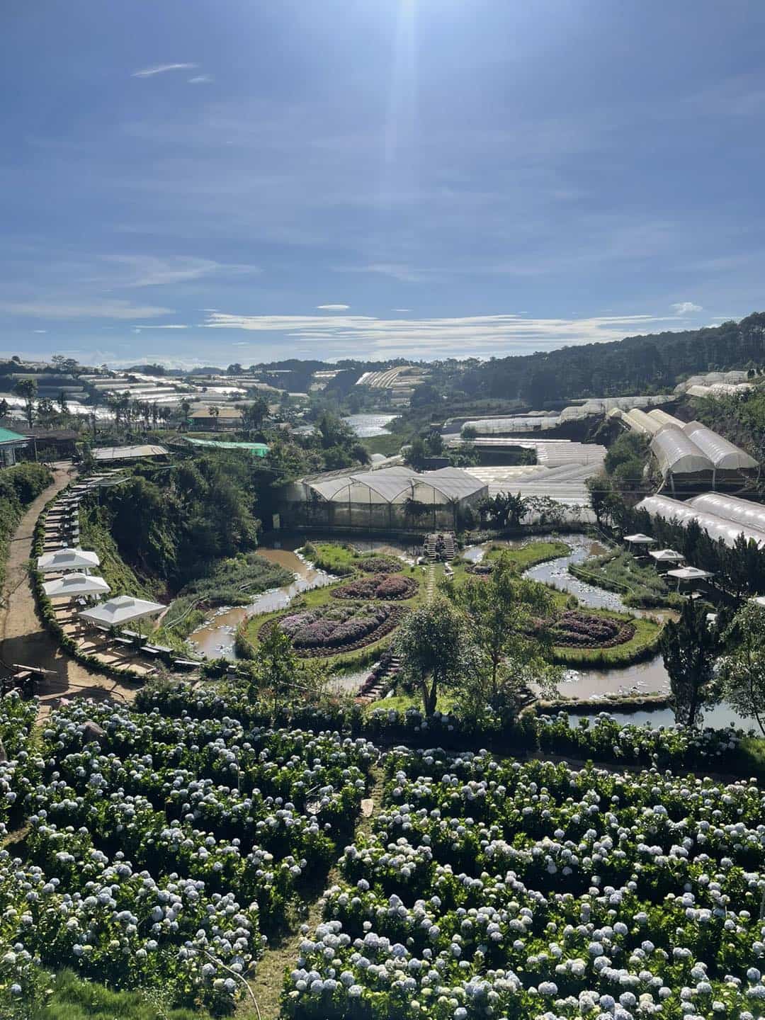 Pink Valley – Thung lũng Hồng Đà Lạt: Check-in giữa khung trời mộng mơ