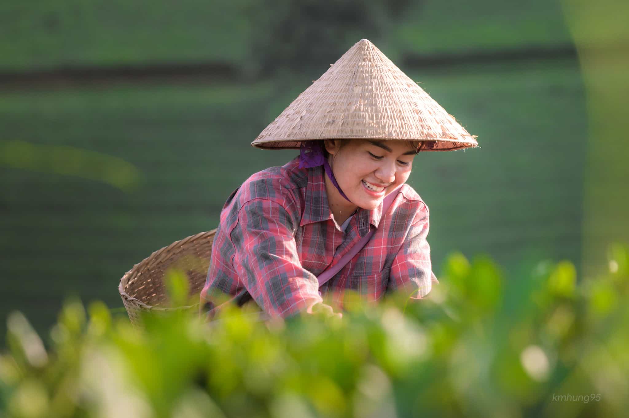 Đồi chè Yên Ngựa – Bức tranh xanh mướt giữa đại ngàn Phú Thọ