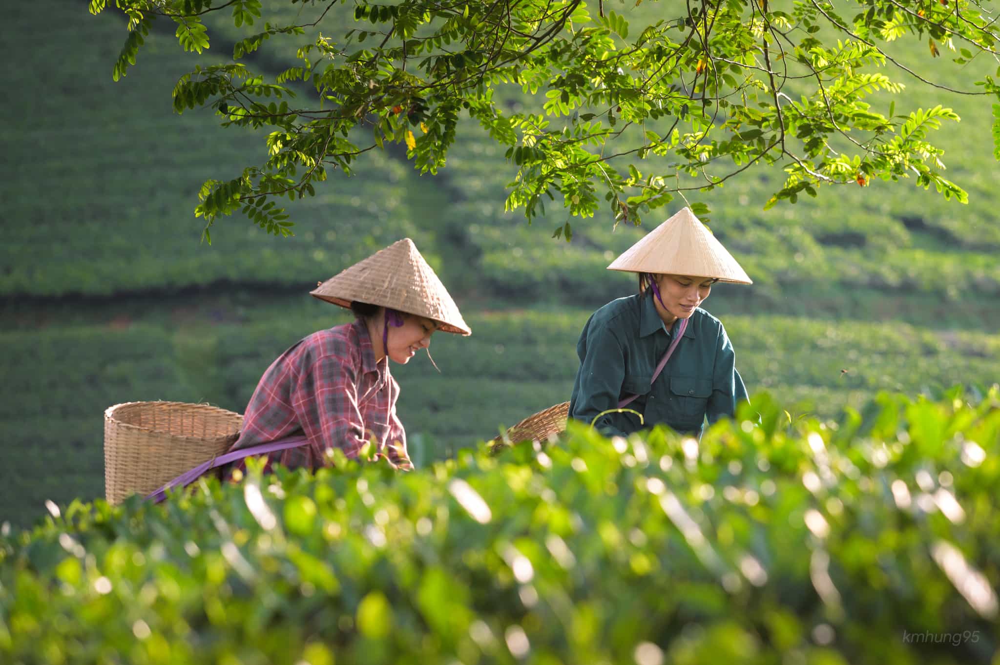 Đồi chè Yên Ngựa – Bức tranh xanh mướt giữa đại ngàn Phú Thọ
