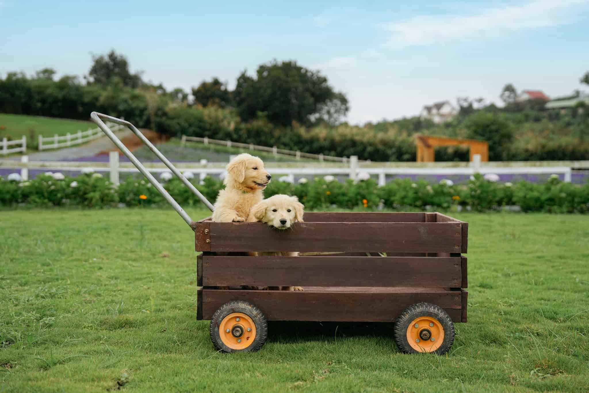 Thung Mơ Garden – Vườn trời mơ mộng giữa sườn đồi Tà Nung