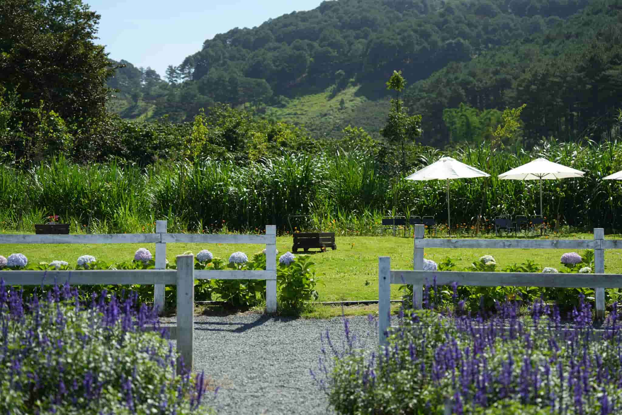 Thung Mơ Garden – Vườn trời mơ mộng giữa sườn đồi Tà Nung