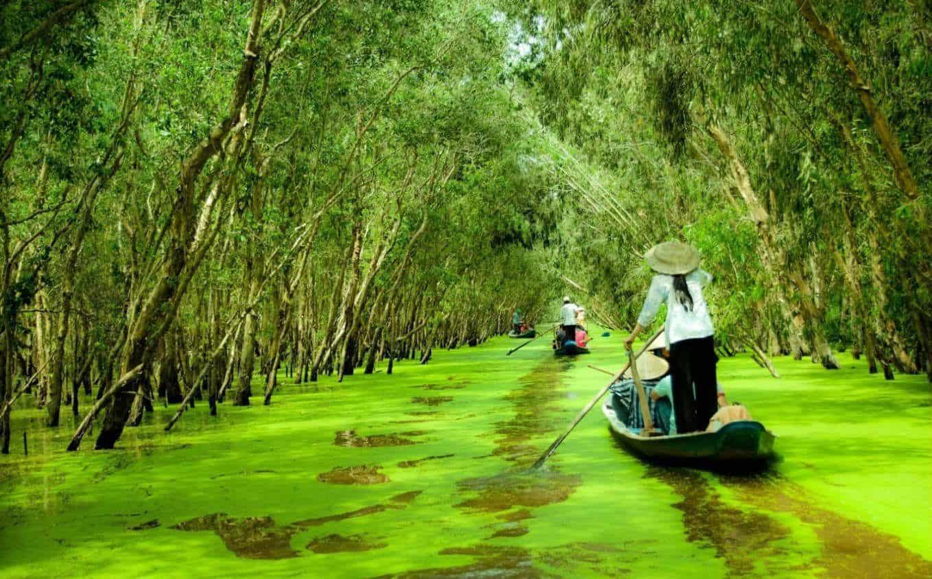 Rừng Tràm Trà Sư – Vẻ đẹp kỳ thú giữa lòng An Giang