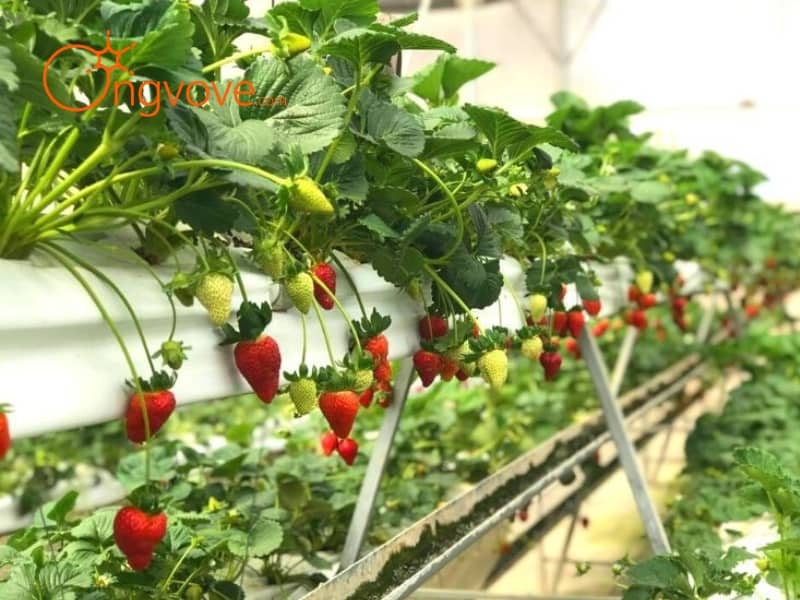 Vườn Dâu Nhật B-Farm – Trải Nghiệm Hái Dâu Sạch, Sống Ảo “Chất Như Nước Cất” Giữa Lòng Đà Lạt