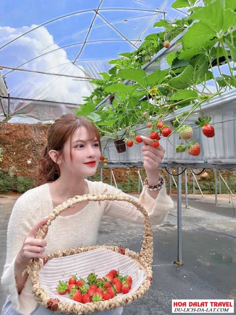 Vườn Dâu Nhật B-Farm – Trải Nghiệm Hái Dâu Sạch, Sống Ảo “Chất Như Nước Cất” Giữa Lòng Đà Lạt