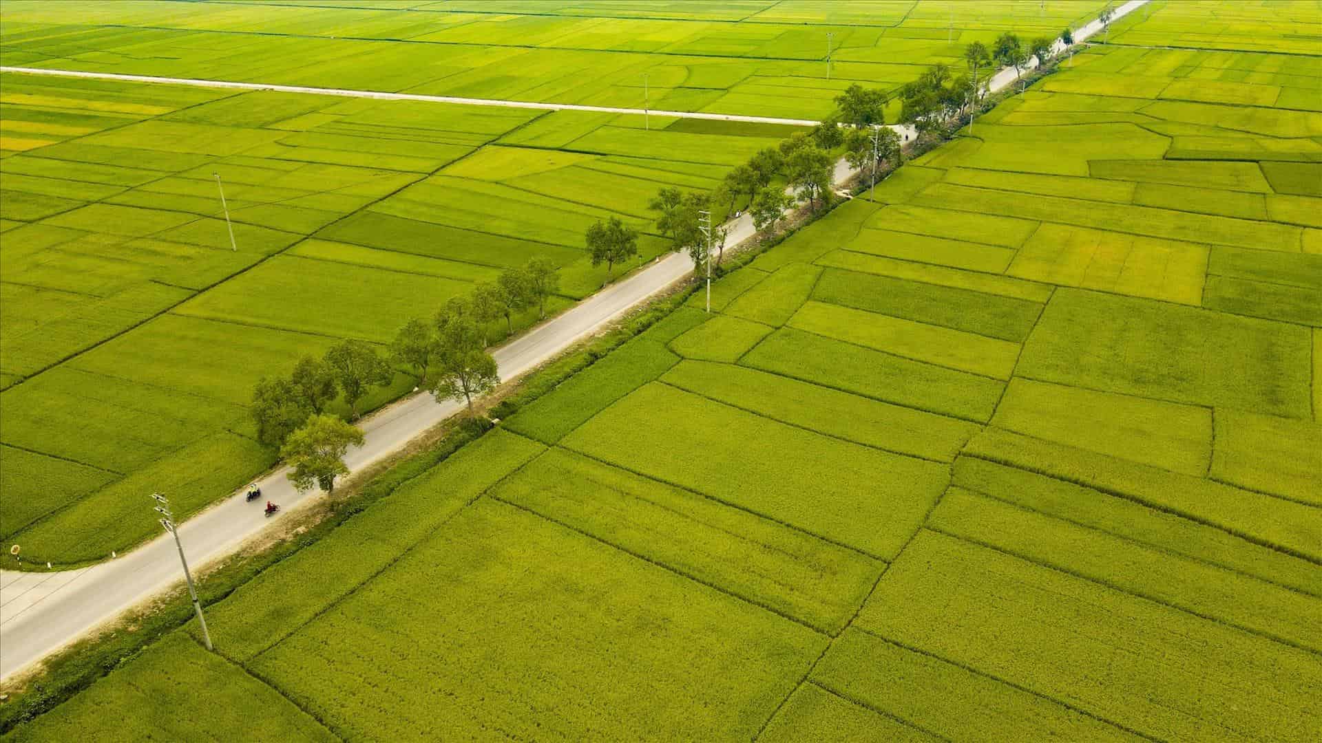 Cánh Đồng Mường Thanh – Trái Tim Xanh Của Miền Tây Bắc
