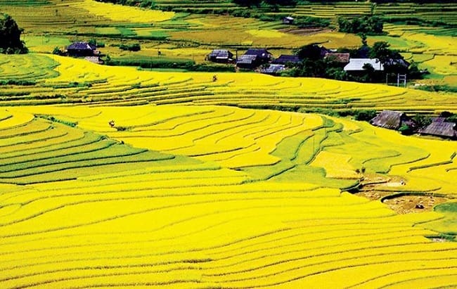 Cánh Đồng Mường Thanh – Trái Tim Xanh Của Miền Tây Bắc