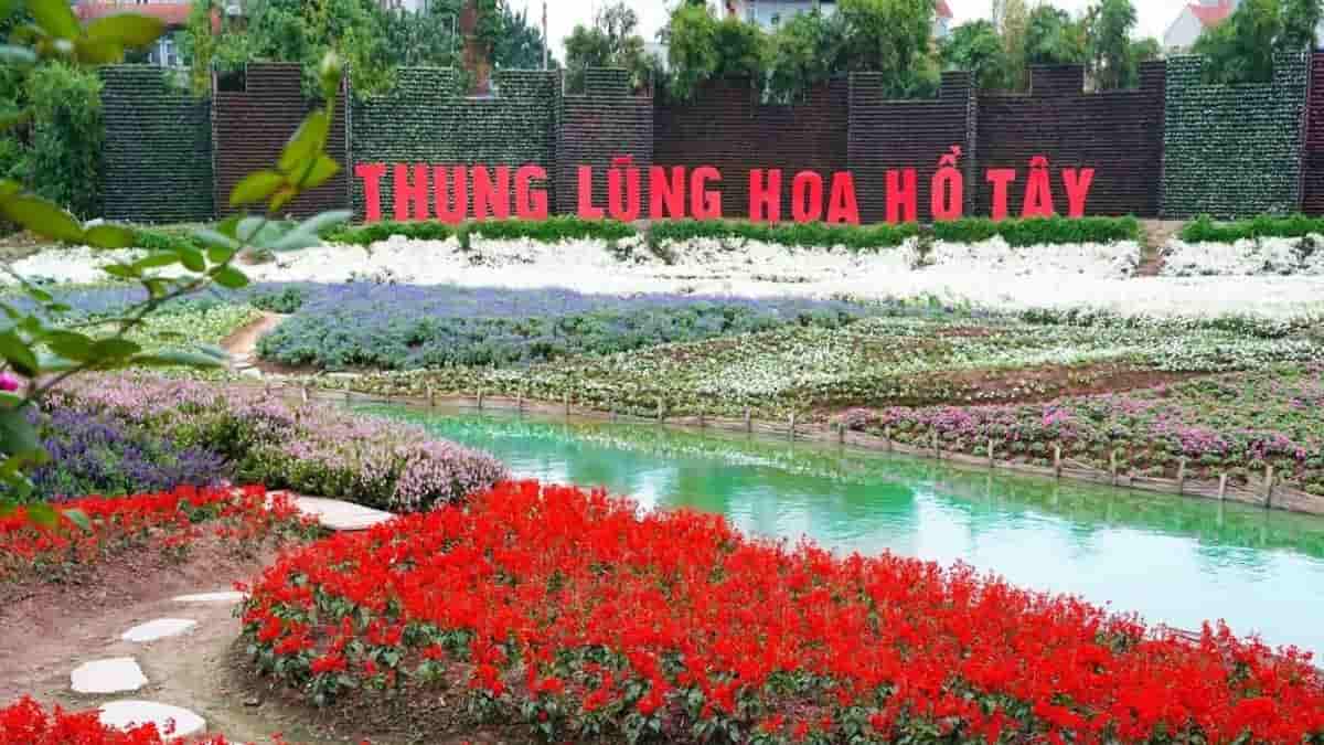 Thung Lũng Hoa Hồ Tây – “Chạm Vào Mùa Xuân” Giữa Lòng Thủ Đô