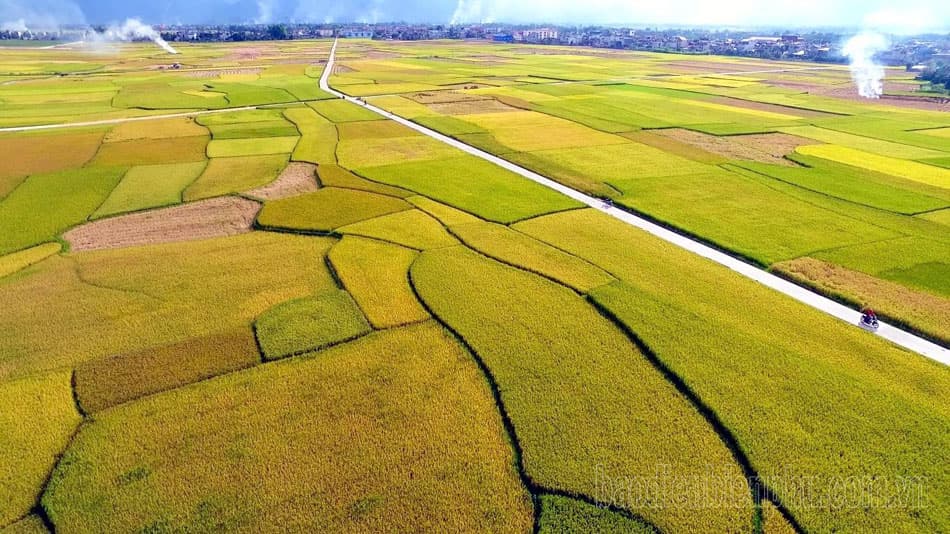Cánh Đồng Mường Thanh – Trái Tim Xanh Của Miền Tây Bắc