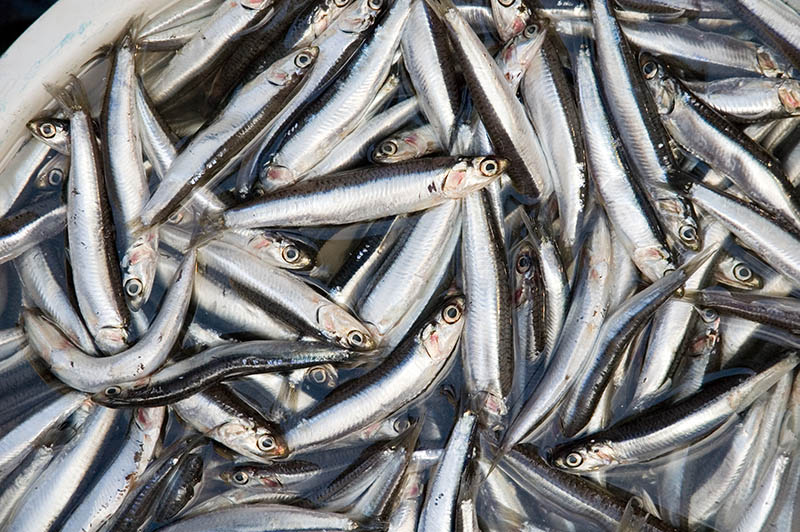 Cá cơm rim đường Hòn Sơn - Món đặc sản đậm đà hương vị biển