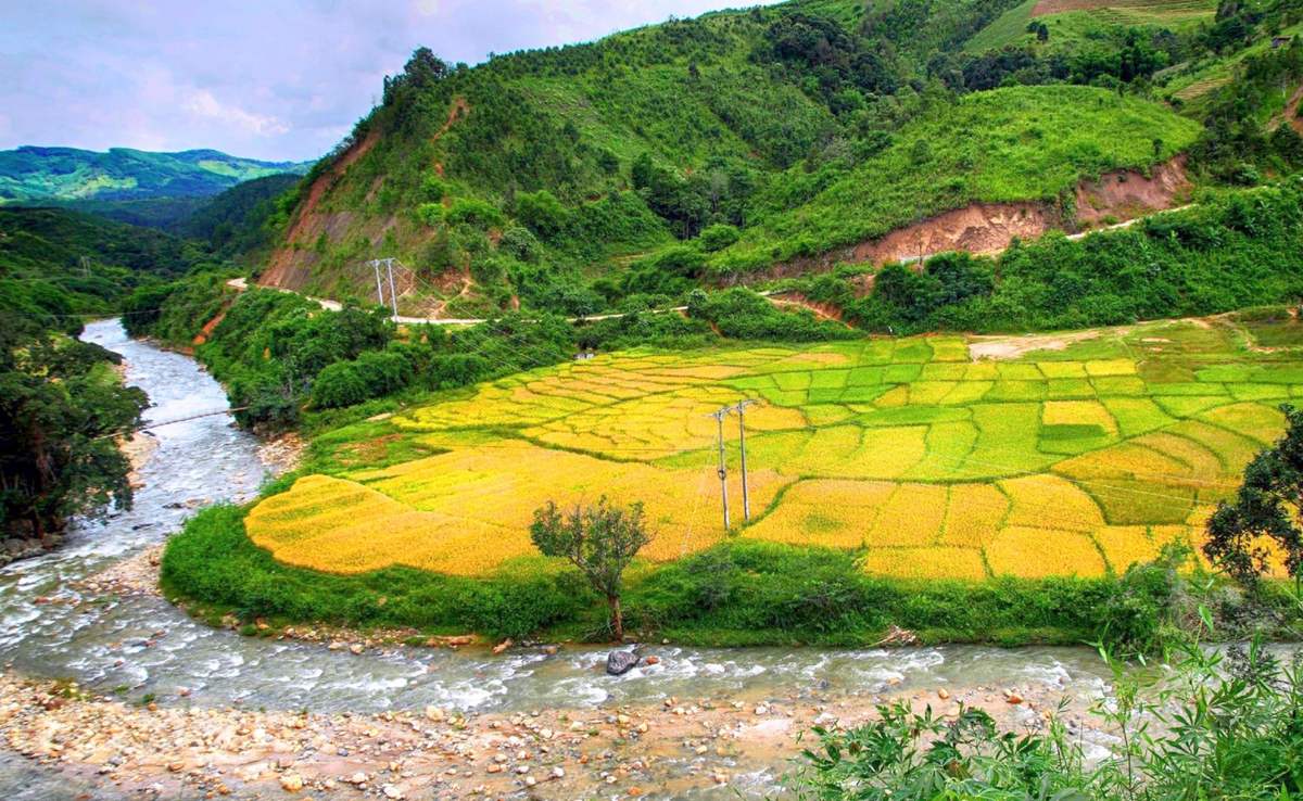 Ruộng bậc thang Măng Ri - Vẻ đẹp của mùa vàng rực rỡ